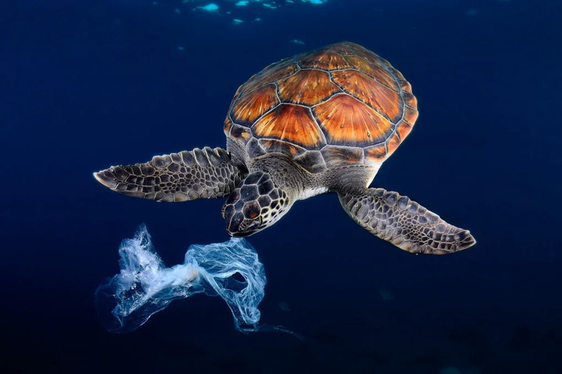Una tartaruga che mangia una busta di plastica in mare