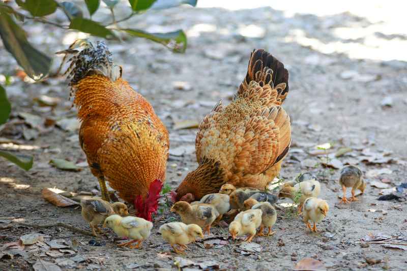 Due galline con i loro pulcini beccano mangime nel pollaio
