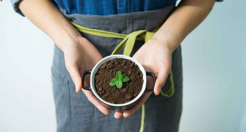 Una piantina di menta che germoglia da una tazzina di caffè, usata come vaso.