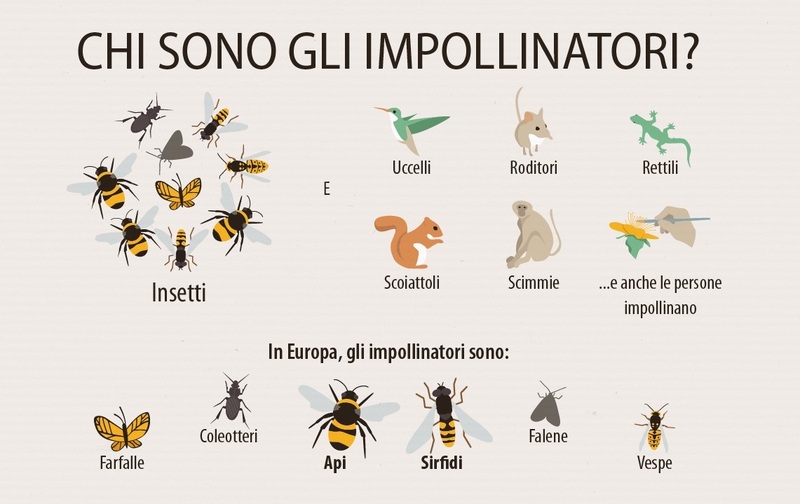 Uno schema dei principali animali impollinatori sulla Terra