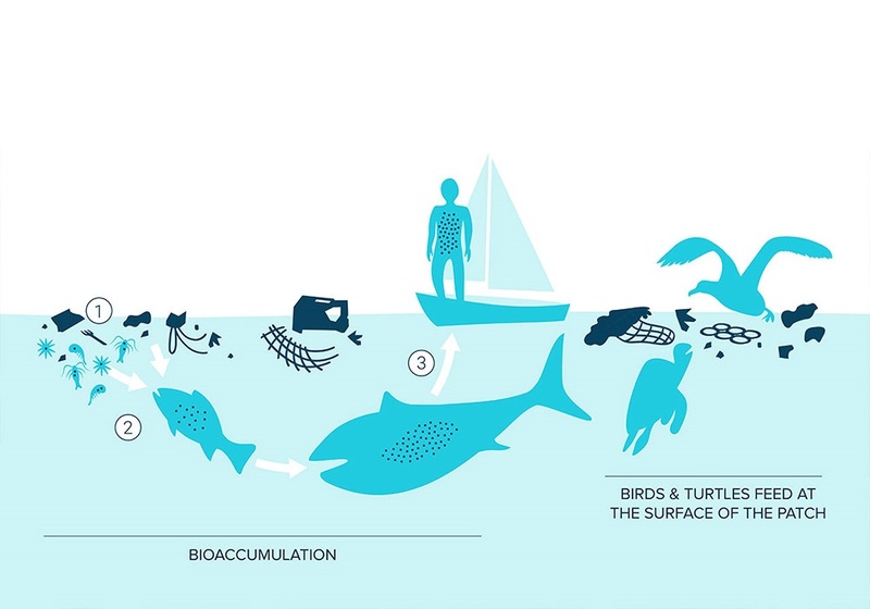 Il processo di bioaccumulazione della plastica negli animali e nell'uomo